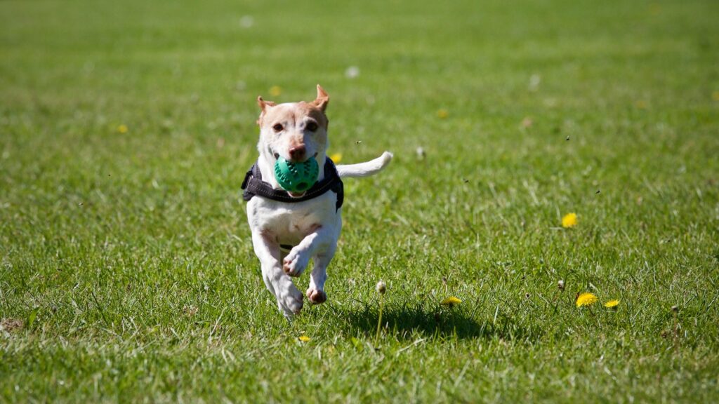 Dogs for runners