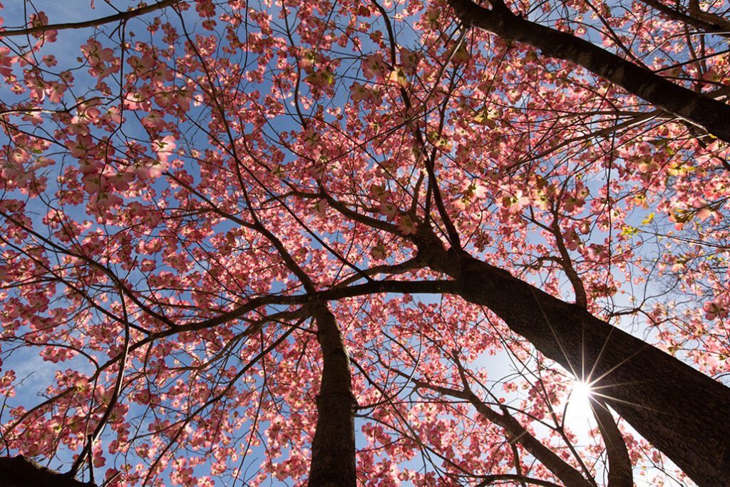 beautiful pink dogwood tree in bloom on a blue sky spring day