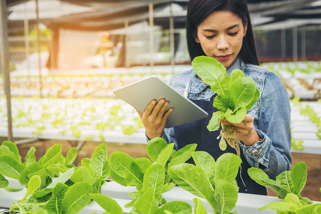 Smart farmer, Owner hydroponics vegetable farm in the greenhouse use smart pad for checking quality of the organic vegetables. IOT Agriculture Concept
